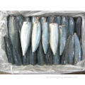 Frozen IQF Headed Gutted Tailed Pacific Mackerel Hgt